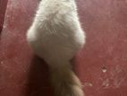 Himalayan Cat