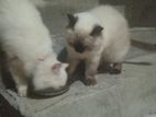 Himalayan Kittens