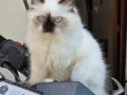 Himalayan Cat