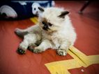 Himalayan Cat
