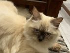 Himalayan Cat