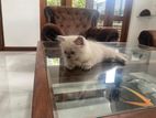 Himalayan Cat