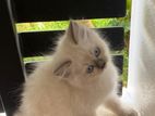 Himalayan cat