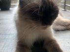 Himalayan Cat