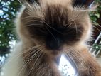 Himalayan Cat