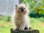 Himalayan Cat