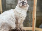 Himalayan Cat