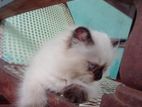Himalayan Cat