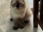 himalayan cat