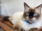 Himalayan Cat