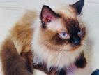 himalayan cat