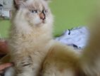 Himalayan Cat