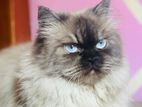 Himalayan Cat