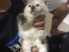 Himalayan Cat