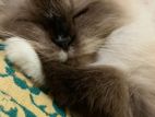 Himalayan Cat