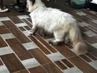 Himalayan Cat
