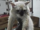 HIMALAYAN CAT MALE