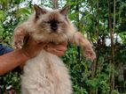 Himalayan cat male