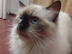 Himalayan Cat