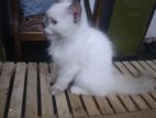 Himalayan Cat