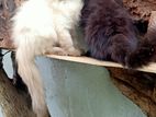 Himalayan Cats