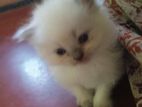 Himalayan Kittens