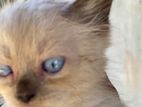 Himalayan Cat