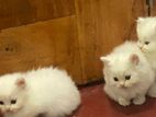 Himalayan Persian Cat