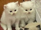 Himalayan Cats