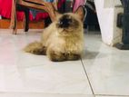 Himalayan Cat