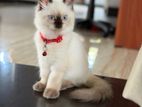 Himalayan Female Cat