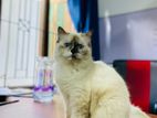 Himalayan Female Cat