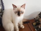 Himalayan Female Cat