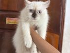 Himalayan Female Cat
