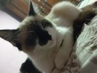 Himalayan Female Cat