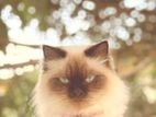Himalayan Female Cat