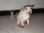 Himalayan Female Cat