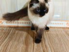 Himalayan Female Cat