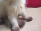 Himalayan Female Kitten