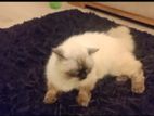 Himalayan Cat