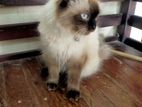 Himalayan Cat