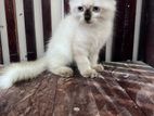 Himalayan Kitten