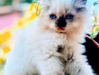 Himalayan Cat