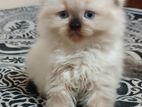 Himalayan Cat