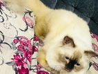 Himalayan Kittens