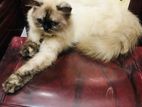 Himalayan Cat