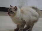 Himalayan Cats