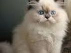 Himalayan Cat