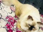 Himalayan Cat