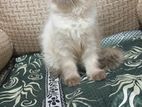 Himalayan Kitten